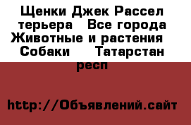 Щенки Джек Рассел терьера - Все города Животные и растения » Собаки   . Татарстан респ.